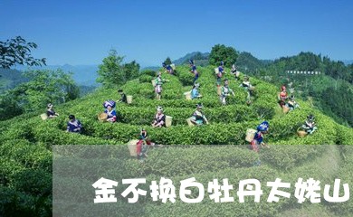 金不换白牡丹太姥山/2023120587151