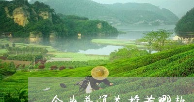 金典普洱茶推荐哪款/2023110857392