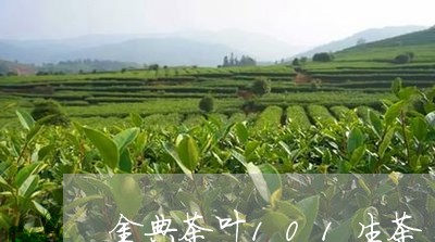 金典茶叶101生茶/2023042626148