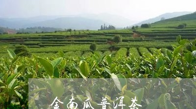 金南瓜普洱茶/2023091251703