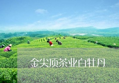 金尖顶茶业白牡丹/2023090624058