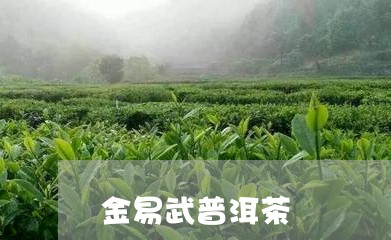 金易武普洱茶/2023042901764