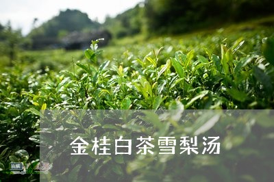 金桂白茶雪梨汤/2023061151593