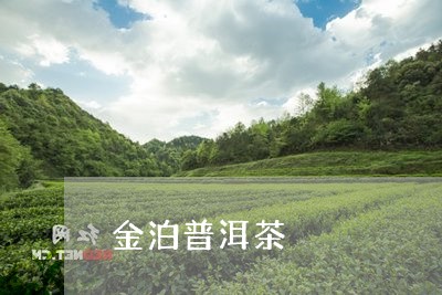 金泊普洱茶/2023090508503