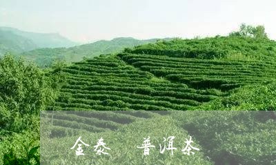 金泰號普洱茶/2023042688743