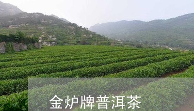 金炉牌普洱茶/2023042726596