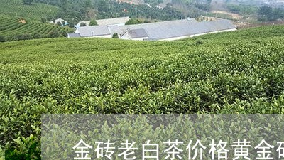 金砖老白茶价格黄金砖普洱茶叶价格/2023060319482