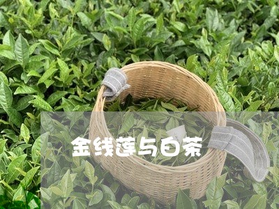 金线莲与白茶/2023052408482