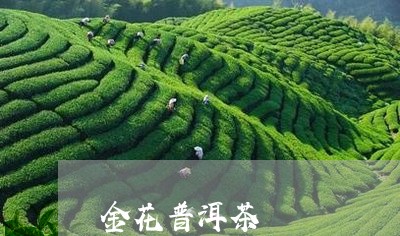 金花普洱茶/2023090675957