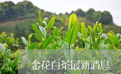 金花白茶最新消息/2023071355935