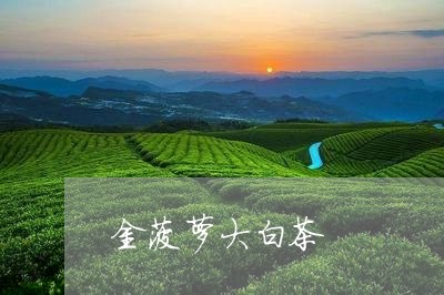 金菠萝大白茶/2023052490603