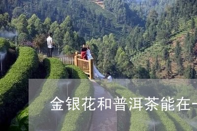 金银花和普洱茶能在一起喝/2023051155149