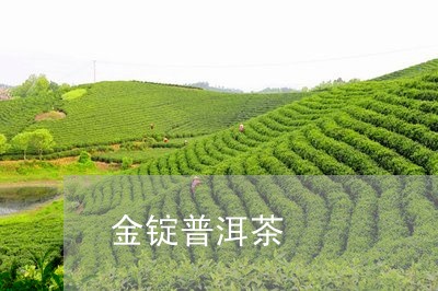 金锭普洱茶/2023081571715