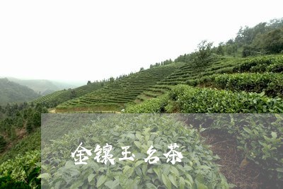 金镶玉名茶/2023090202582