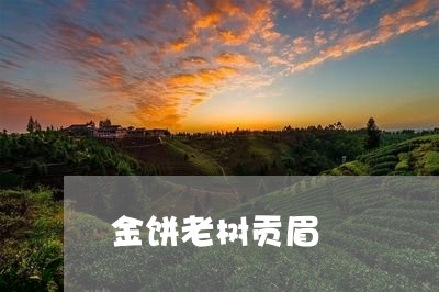 金饼老树贡眉/2023052452036