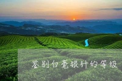 鉴别白毫银针的等级/2023120681804