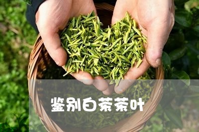 鉴别白茶茶叶/2023052473736