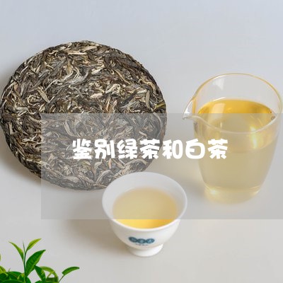 鉴别绿茶和白茶/2023061130582