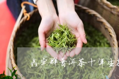 鑫卓群普洱茶十年生茶/2023072258069