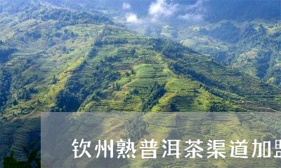 钦州熟普洱茶渠道加盟/2023092544939