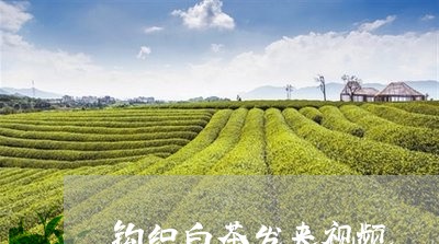 钩织白茶发夹视频/2023071300513