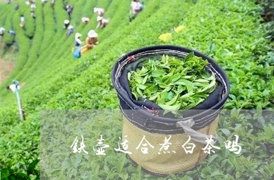 铁壶适合煮白茶吗/2023071335147