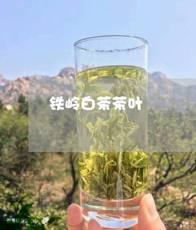 铁岭白茶茶叶/2023052447160