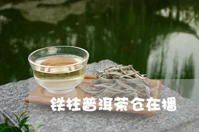 铁柱普洱茶仓在播/2023120469501