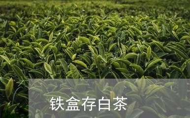 铁盒存白茶/2023051259480