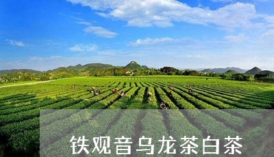 铁观音乌龙茶白茶/2023071383036