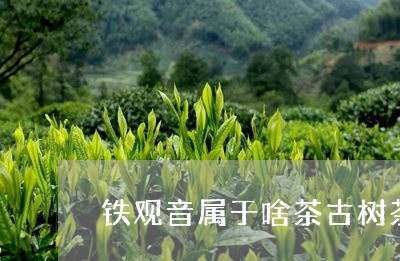 铁观音属于啥茶古树茶属于什么茶类/2023060476270