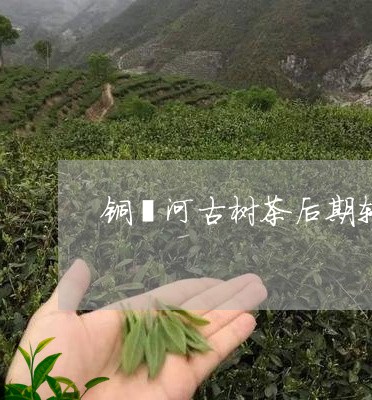 铜箐河古树茶后期转化/2023071649405