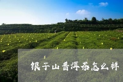 银子山普洱茶怎么样/2023120528370