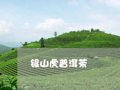 银山虎普洱茶/2023042821277