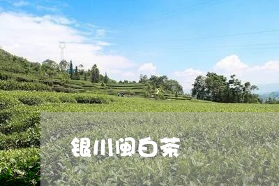 银川闽白茶/2023051294269