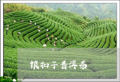 银扣子普洱茶/2023042638211