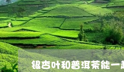 银杏叶和普洱茶能一起泡吗/2023110235260