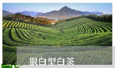 银白型白茶/2023051205048