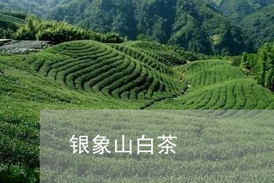 银象山白茶/2023051204270