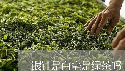 银针是白毫是绿茶吗/2023091404259