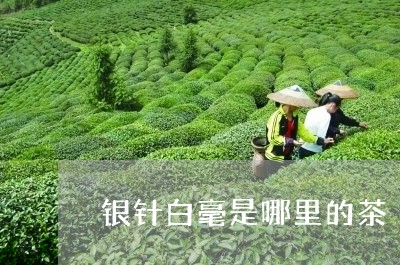 银针白毫是哪里的茶/2023091470482