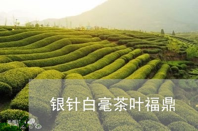 银针白毫茶叶福鼎/2023090717162