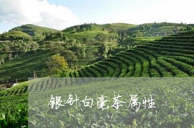 银针白毫茶属性/2023112425028