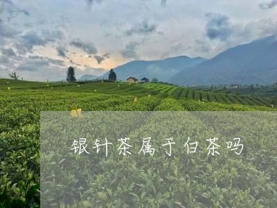 银针茶属于白茶吗/2023071357158