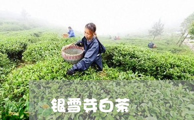 银雪芽白茶/2023051176157