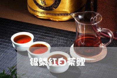 银鳞红白茶鲤/2023052430507