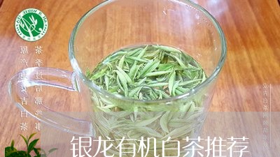 银龙有机白茶推荐/2023071328139