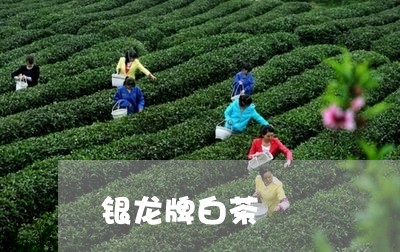 银龙牌白茶/2023051116857