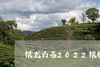 银龙白茶2022银针/2023073060717