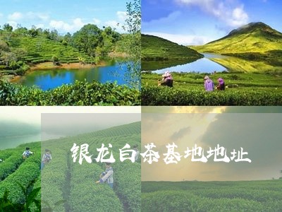 银龙白茶基地地址/2023071338704